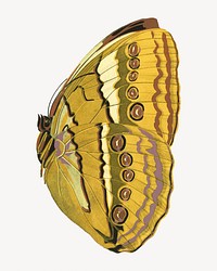 Yellow vintage butterfly, insect illustration. Original public domain image by E.A. Séguy from Biodiversity Heritage Library. Digitally enhanced by rawpixel.