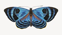 Blue vintage butterfly, insect illustration. Original public domain image by E.A. Séguy from Biodiversity Heritage Library. Digitally enhanced by rawpixel.