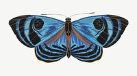 Blue vintage butterfly, insect collage element psd. Remixed by rawpixel.