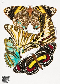 E.A. Séguy's vintage butterflies (1925) insect illustration. Original public domain image from Biodiversity Heritage Library. Digitally enhanced by rawpixel.