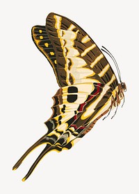 Brown vintage butterfly, insect illustration. Original public domain image by E.A. Séguy from Biodiversity Heritage Library. Digitally enhanced by rawpixel.