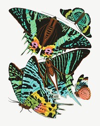 E.A. Séguy's butterfly, vintage insect collage element set psd. Original public domain image from Biodiversity Heritage Library. Digitally enhanced by rawpixel.