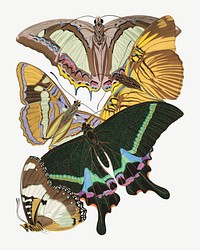 Vintage butterfly, insect collage element set psd. Original public domain image by E.A. Séguy from Biodiversity Heritage Library. Digitally enhanced by rawpixel.