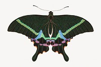 Green butterfly, exotic insect illustration. Original public domain image by E.A. Séguy from Biodiversity Heritage Library. Digitally enhanced by rawpixel.