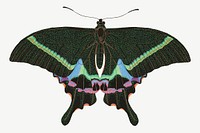 Green butterfly, exotic insect collage element psd. Remixed by rawpixel.