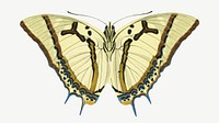 Beige exotic butterfly, vintage insect collage element psd. Remixed by rawpixel.