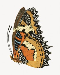 Autumn butterfly, vintage insect illustration. Original public domain image by E.A. Séguy from Biodiversity Heritage Library. Digitally enhanced by rawpixel.