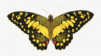 Vintage butterfly, yellow insect illustration. Original public domain image by E.A. Séguy from Biodiversity Heritage Library. Digitally enhanced by rawpixel.