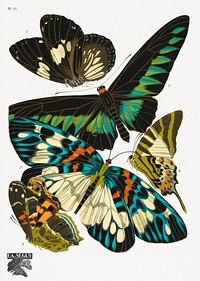 E.A. S&eacute;guy's vintage butterflies (1925) insect illustration. Original public domain image from Biodiversity Heritage Library. Digitally enhanced by rawpixel.