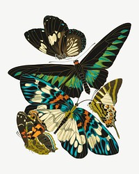 Vintage butterfly, insect collage element set psd. Original public domain image by E.A. Séguy from Biodiversity Heritage Library. Digitally enhanced by rawpixel.