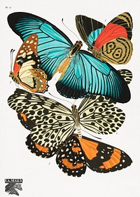 E.A. Séguy's vintage butterflies (1925) insect illustration. Original public domain image from Biodiversity Heritage Library. Digitally enhanced by rawpixel.