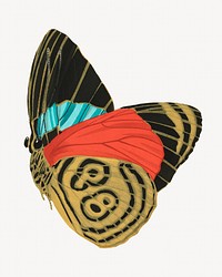 Colorful exotic butterfly, vintage insect illustration. Original public domain image by E.A. Séguy from Biodiversity Heritage Library. Digitally enhanced by rawpixel.