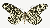 Exotic spotted butterfly, vintage insect collage element psd. Remixed by rawpixel.