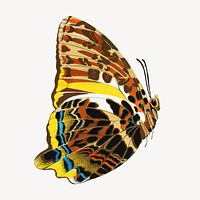 E.A. Séguy's butterfly, exotic insect illustration. Original public domain image from Biodiversity Heritage Library. Digitally enhanced by rawpixel.