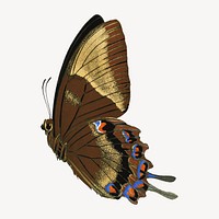 E.A. Séguy's butterfly, exotic insect illustration. Original public domain image from Biodiversity Heritage Library. Digitally enhanced by rawpixel.