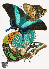 E.A. Séguy's vintage butterflies (1925) insect illustration. Original public domain image from Biodiversity Heritage Library. Digitally enhanced by rawpixel.