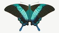 Blue striped butterfly, vintage insect collage element psd. Remixed by rawpixel.