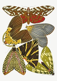 Vintage butterfly, insect collage element set psd. Original public domain image by E.A. Séguy from Biodiversity Heritage Library. Digitally enhanced by rawpixel.