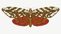 Vintage exotic butterfly, insect collage element psd. Remixed by rawpixel.