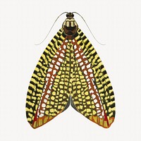 Green spotted butterfly, vintage illustration. Original public domain image by E.A. Séguy from Biodiversity Heritage Library. Digitally enhanced by rawpixel.