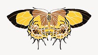 Yellow exotic butterfly, insect illustration. Original public domain image by E.A. Séguy from Biodiversity Heritage Library. Digitally enhanced by rawpixel.