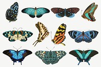 E.A. Séguy's butterfly, vintage insect collage element set psd. Remixed by rawpixel.