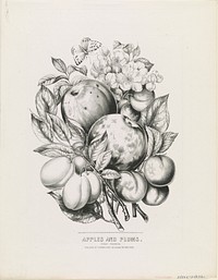 Apples and Plums: first premium (1870) by Currier & Ives