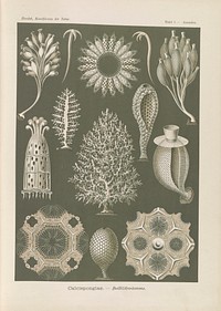 Marine life illustration from Kunstformen der Natur (1904) by Ernst Haeckel.