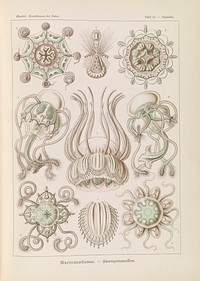 Marine life illustration from Kunstformen der Natur (1904) by Ernst Haeckel.