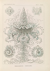 Marine life illustration from Kunstformen der Natur (1904) by Ernst Haeckel.