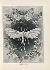 Moths illustration from Kunstformen der Natur (1904) by Ernst Haeckel.