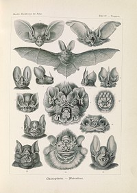 Bats illustration from Kunstformen der Natur (1904) by Ernst Haeckel