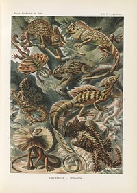 Chameleon illustration from Kunstformen der Natur (1904) by Ernst Haeckel