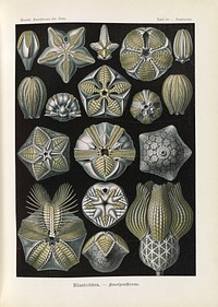 Coral illustration from Kunstformen der Natur (1904) by Ernst Haeckel