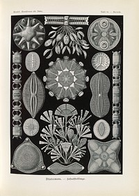 Marine life illustration from Kunstformen der Natur (1904) by Ernst Haeckel.