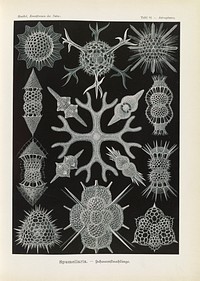 Marine life illustration from Kunstformen der Natur (1904) by Ernst Haeckel.