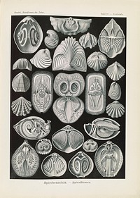 Marine life illustration from Kunstformen der Natur (1904) by Ernst Haeckel.