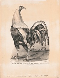 The game cock  el gallo de pelea: in full feather (1849) by N. Currier