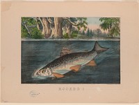 Hooked! (1874) by Currier & Ives