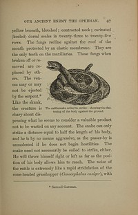 Vintage snake icon illustration