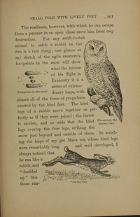 Vintage owl icon illustration