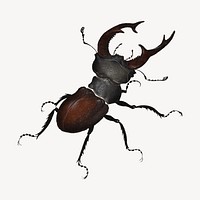 Stag Beetle, insect illustration.  Remastered by rawpixel