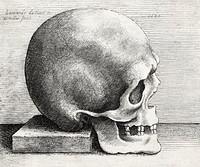 Leonardo da Vinci's Skull in profile to right (1645). Original public domain image from The MET Museum. Digitally enhanced by rawpixel.