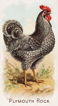 Plymouth Rock, from the Prize and Game Chickens series N20 for Allen & Ginter Cigarettes (1891) by Allen & Ginter. Original public domain image from The MET Museum. Digitally enhanced by rawpixel.