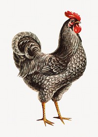 Vintage chicken illustration.   Remastered by rawpixel