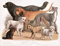 Carnivora (1874), flesh-eating animals, family-dogs. Original public domain image from the Library of Congress. Digitally enhanced by rawpixel.