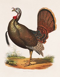 Wild turkey (1872) by L. Prang & Co., Original public domain image from the Library of Congress. Digitally enhanced by rawpixel.