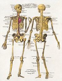 Anatomical plates, published by Dr. Parker.  Original public domain image from the Library of Congress. Digitally enhanced by rawpixel.