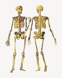 Dr. Parker's human skeleton, vintage illustration.  Remastered by rawpixel