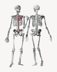 Human skeletons, front and back view illustration. Remixed by rawpixel.